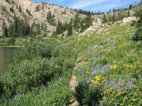 04 lake catherine wildflowers 070721.jpg