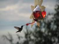 14 hummingbird.jpg