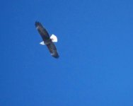 Park City 12-25 Christmass 7 inches Bald Eagle On West Face.jpg