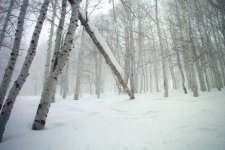 The Canyons  12-24 inches Dec 30 Dumping in the Aspens.jpg