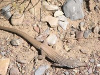 11 desolation cyn lizard 080601.jpg