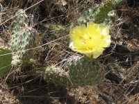 15 desolation cyn flowering cactus 080601.jpg