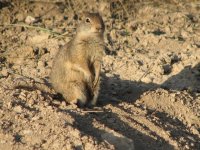 08 rockport res prairie dog 080621.jpg