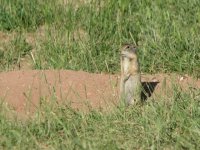 08a rockport res prairie dog 080621.jpg