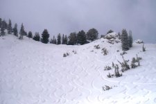 Dec 4th Alta 8 inches High Greeley.jpg