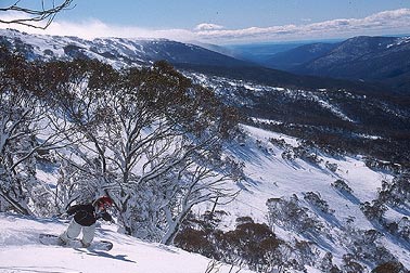 Riding through the snowgums at Thredbo. (photo: Kosciusko Thredbo Pty Ltd)