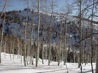 A delightful aspen glade