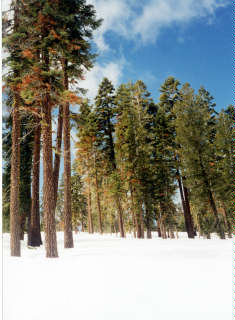 "Absolutely perfect western tree skiing terrain."