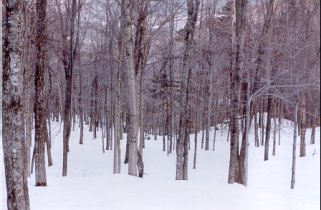 One of Sunday River’s dozen glades runs. Most were closed during our trip, but Wizard’s Gulch was a great find.