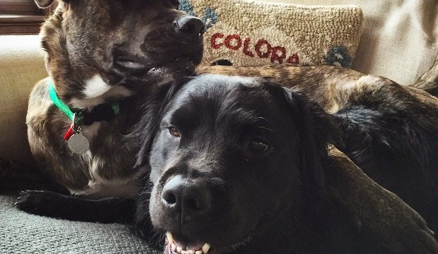 Lindsey Vonn's dogs Bear and Leo. (photo: Instagram)