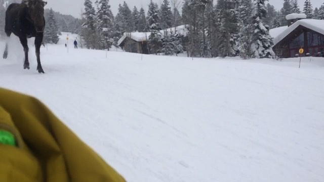 WATCH: Moose on the Loose in Wyoming Terrain Park